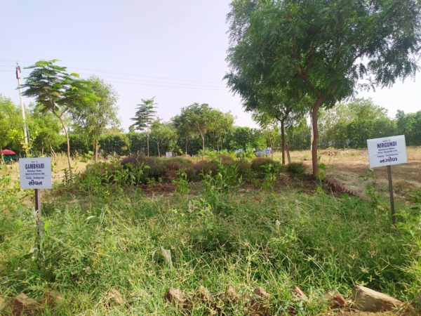 Herbal Garden